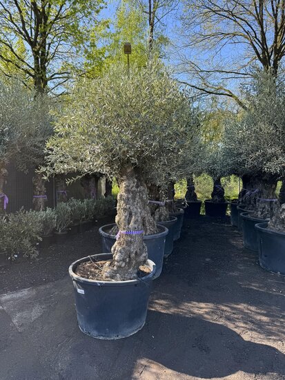 Olea Europaea - Bonsai 80-100 2