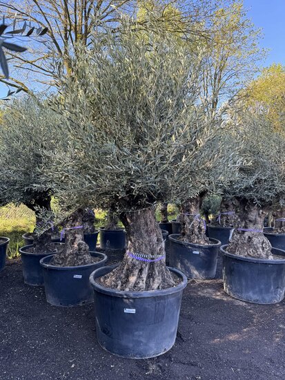 Olea Europaea 100-120 1