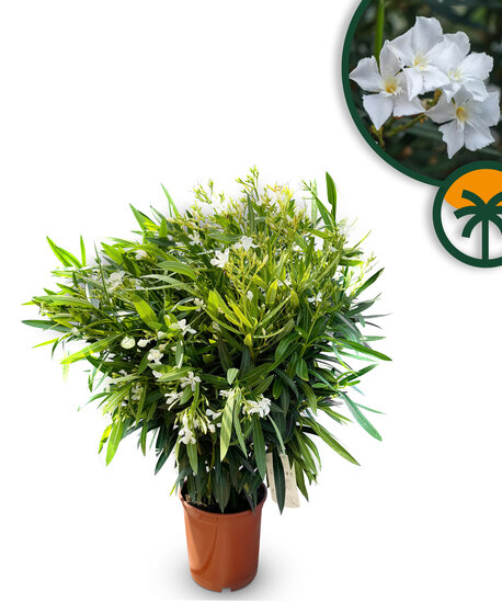 Sunny Tree - Witte oleander - Nerium oleander - 01