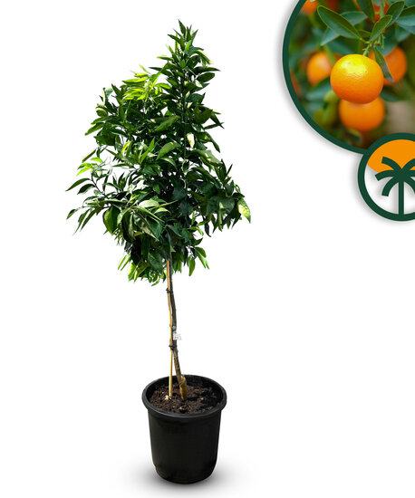 Sunny Tree - Citrusboom - Mandarijnboom - Citrus Reticulata - 01