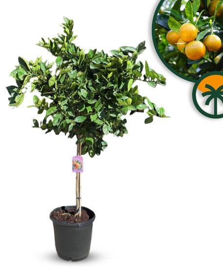 Sunny Tree - Sinaasappelboom - Citrus Sinensis - 01