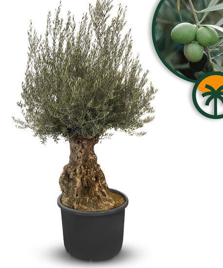 Sunny Tree - Olijfboom - Olea Europeae - 01