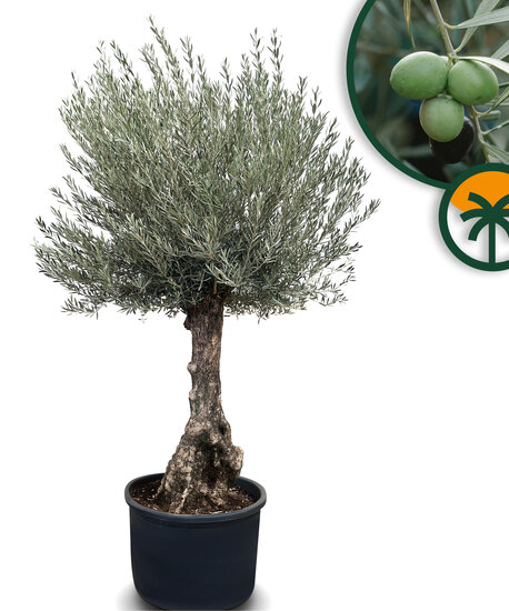 Sunny Tree - Olijfboom - Olea Europeae - 01