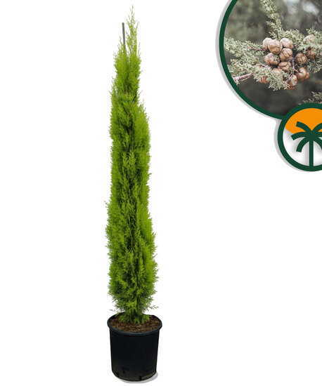 Italiaanse Cipres_totem160cm-01