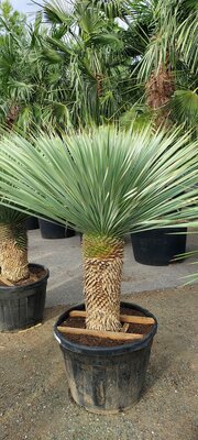 Pflege - Yucca Rostrata