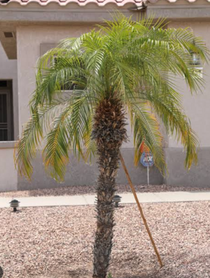 Pflege - Phoenix Roebelenii