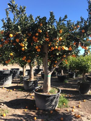 Pflege - Citrus Sinensis (Orangenbaum)