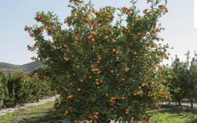 Pflege - Citrus reticulata (Mandarinenbaum)