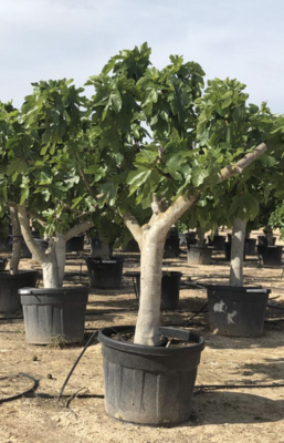 Pflege - Ficus Carica (Feigenbaum)