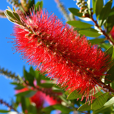 Pflege - Callistemon