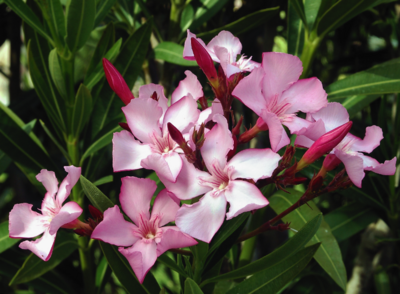 Pflege - Nerium Oleander