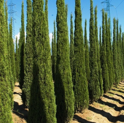 Pflege - Cupressus Sempervirens Totem (Italienisches Zypressen)