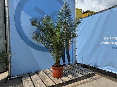 Pflege - Phoenix Canariensis
