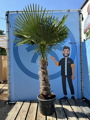 Pflege - Trachycarpus Fortunei