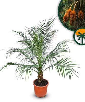 Palme - Phoenix Roebelenii