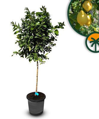 Zitrusbaum - Zitronenbaum Größe L