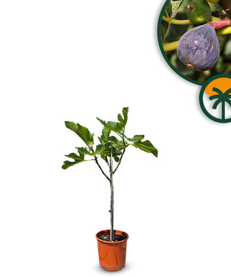 Feigenbaum - Ficus Carica 