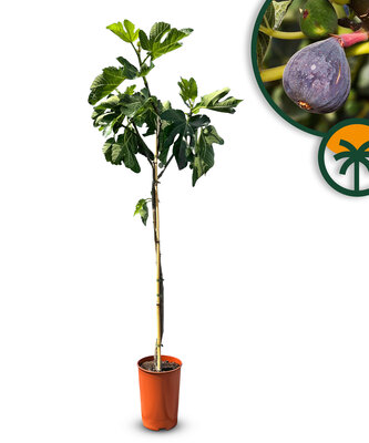 Feigenbaum - Ficus Carica 160 cm, süße dunkle Feige