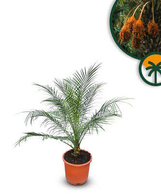 Palme - Phoenix Roebelenii