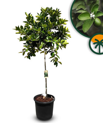 Zitrusbaum - Limettenbaum