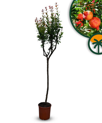 Zitrusbaum - Granatapfelbaum