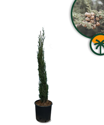 Italienische Zypresse Totem - Höhe 120 cm - Immergrün