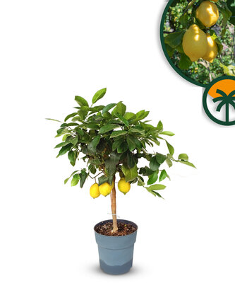 Zitrusbaum - Zitronenbaum - 90 cm