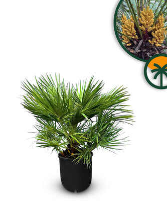 Palme - Chamaerops Humilis 80-100 cm