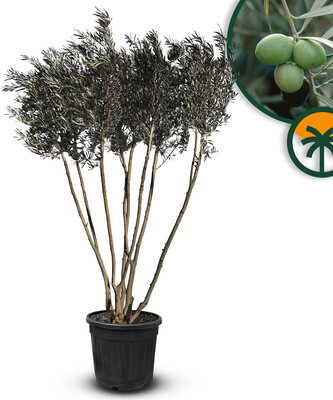 Olivenstrauch Multistamm - Olea Europaea - Winterhart - 220-240 cm