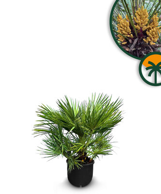 Palme - Chamaerops Humilis 60 cm