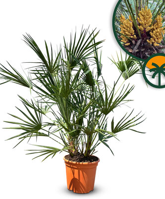 Palme - Chamaerops Humilis