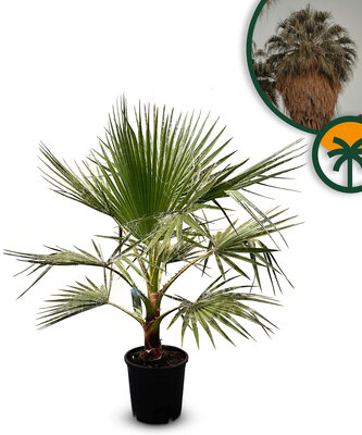 Palme - Washingtonia Robusta 