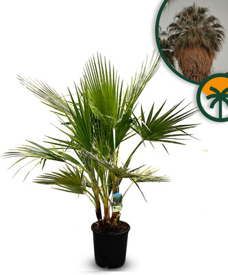 Palme - Washingtonia Robusta Multistam