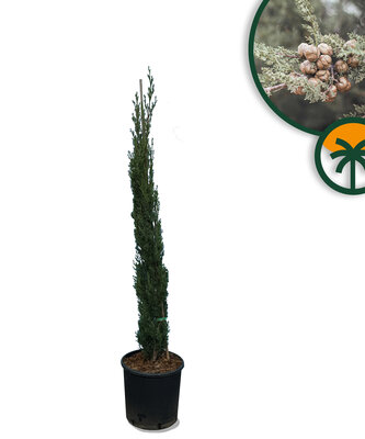 Italienische Zypresse Totem - Höhe 130 - 150 cm - Immergrün