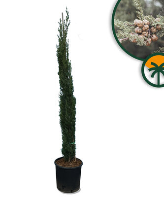 Italienische Zypresse Totem - Höhe 150 - 170 cm - Immergrün