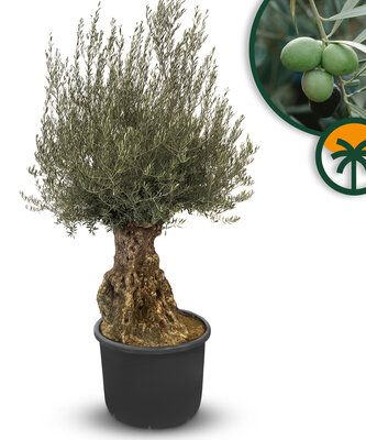 Olea Europea - Olea Europaea - Olivenbaum Bonsai - 140 Jahre alter Baum
