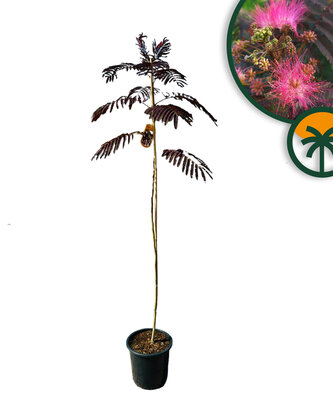 Seidenbaum -  Albizia julibrissin 'Summer Chocolate'
