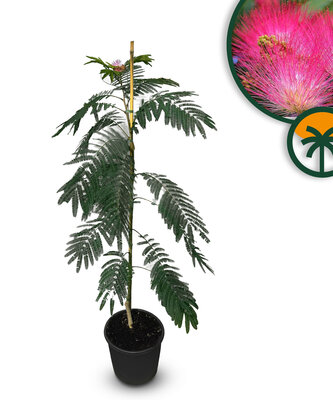 Seidenbaum -  Albizia julibrissin 'Summer Chocolate'