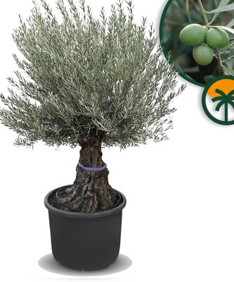 Olea Europaea - Olivenbaum bonsai - 100 Jahre alter Baum