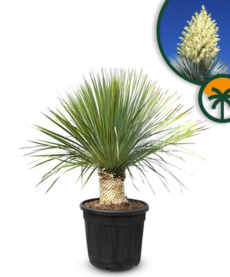 Palme - Yucca Rostrata 20-30  cm Stammhöhe