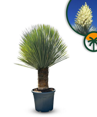 Palme - Yucca Rostrata 40-50  cm Stammhöhe