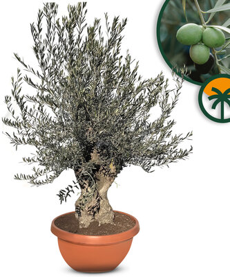 Olea Europea - Olea Europaea - Olivenbaum Bonsai in Deco-schale - 90 Jahre alter Baum