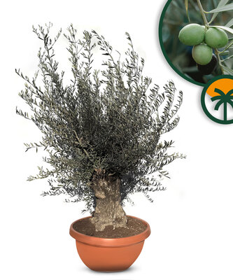 Olea Europea - Olea Europaea - Olivenbaum Bonsai in Deco-schale - 70 Jahre alter Baum