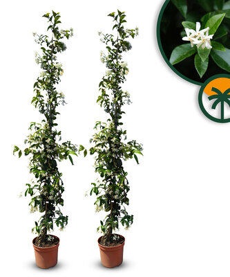 Toskanische Jasmin 160 - 180 cm - 2 Stück