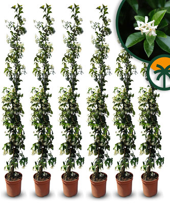 Toskanische Jasmin 160 - 180 cm - 6 Stück