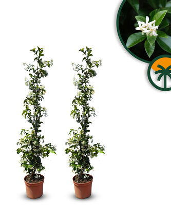 Toskanische Jasmin 120 - 140 cm - 2 Stück