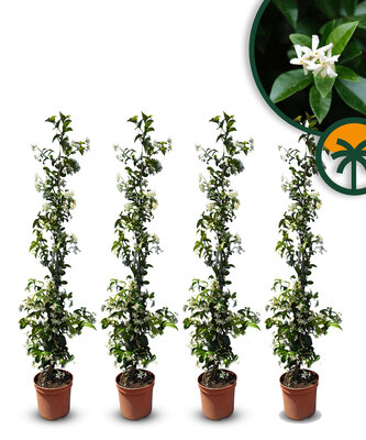 Toskanische Jasmin 120 - 140 cm - 4 Stück