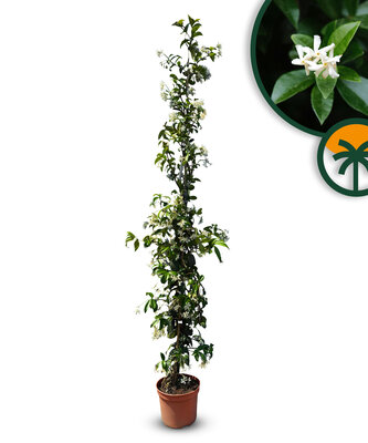Toskanische Jasmin 160 - 180 cm