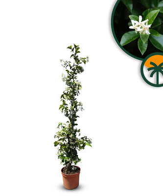 Toskanische Jasmin 120 - 140 cm