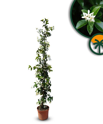 Toskanische Jasmin 140 - 160 cm